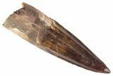 Fossil Spinosaurus Tooth - Real Dinosaur Tooth #383800-1